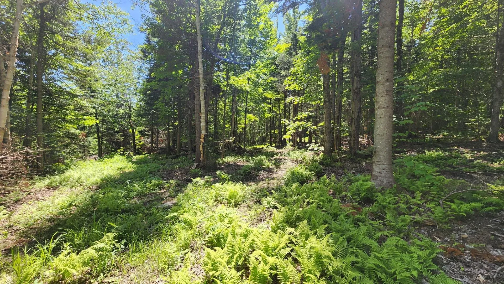 0 Route 242 Jay VT 05859