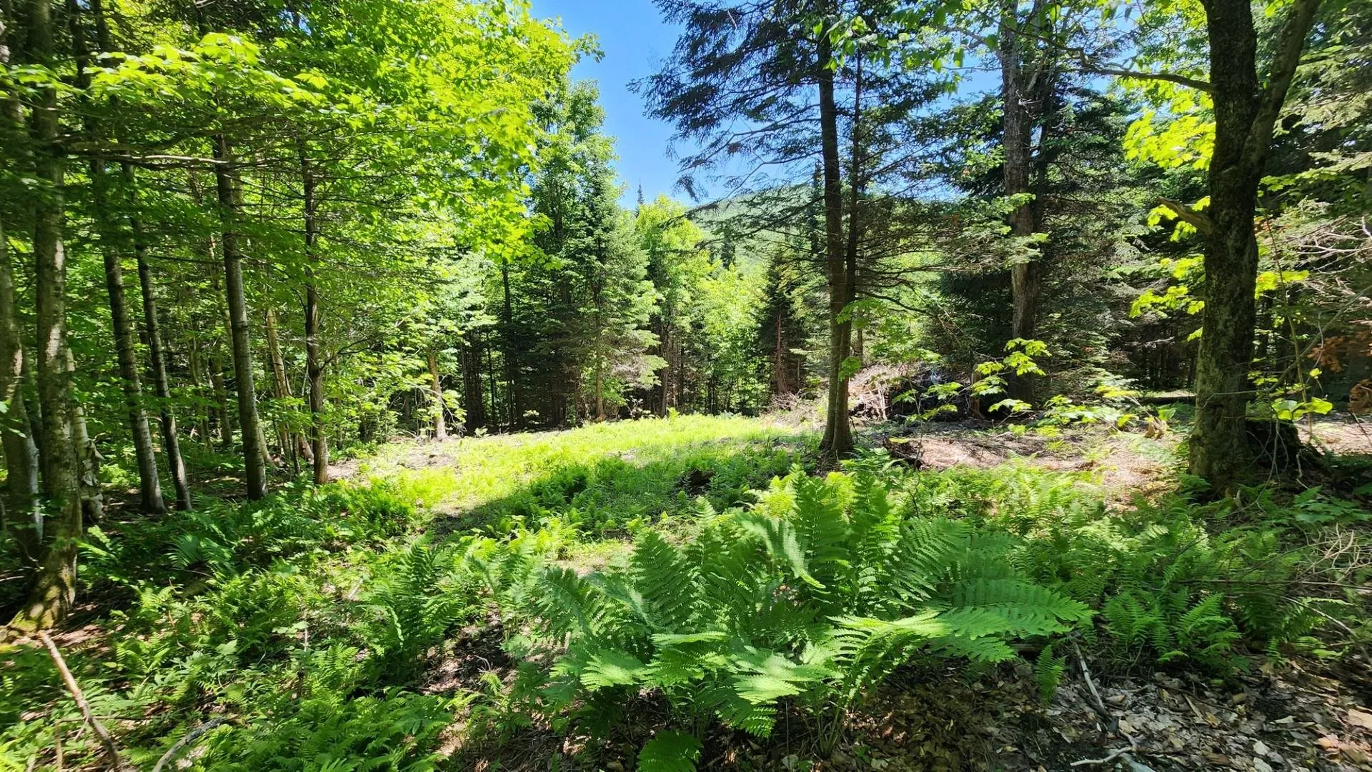 0 Route 242 Jay VT 05859