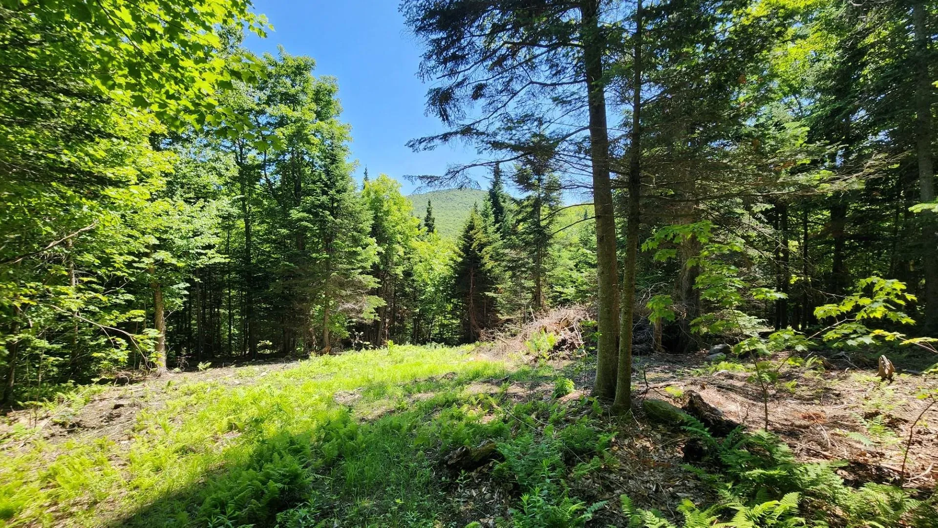 0 Route 242 Jay VT 05859