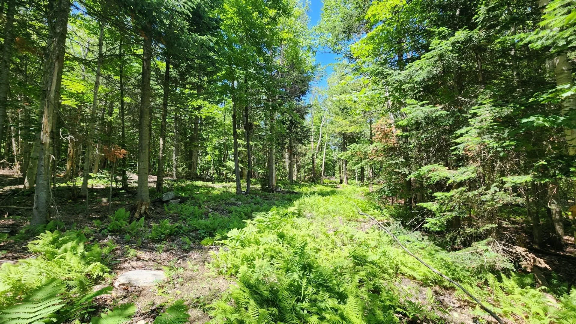 0 Route 242 Jay VT 05859