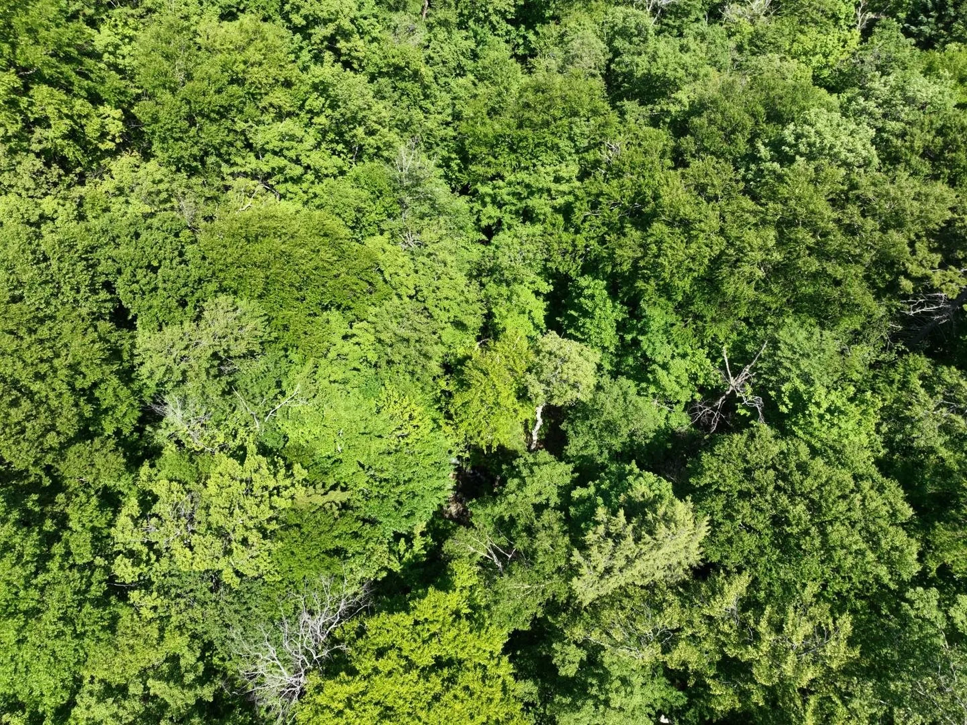 0 Route 242 Jay VT 05859