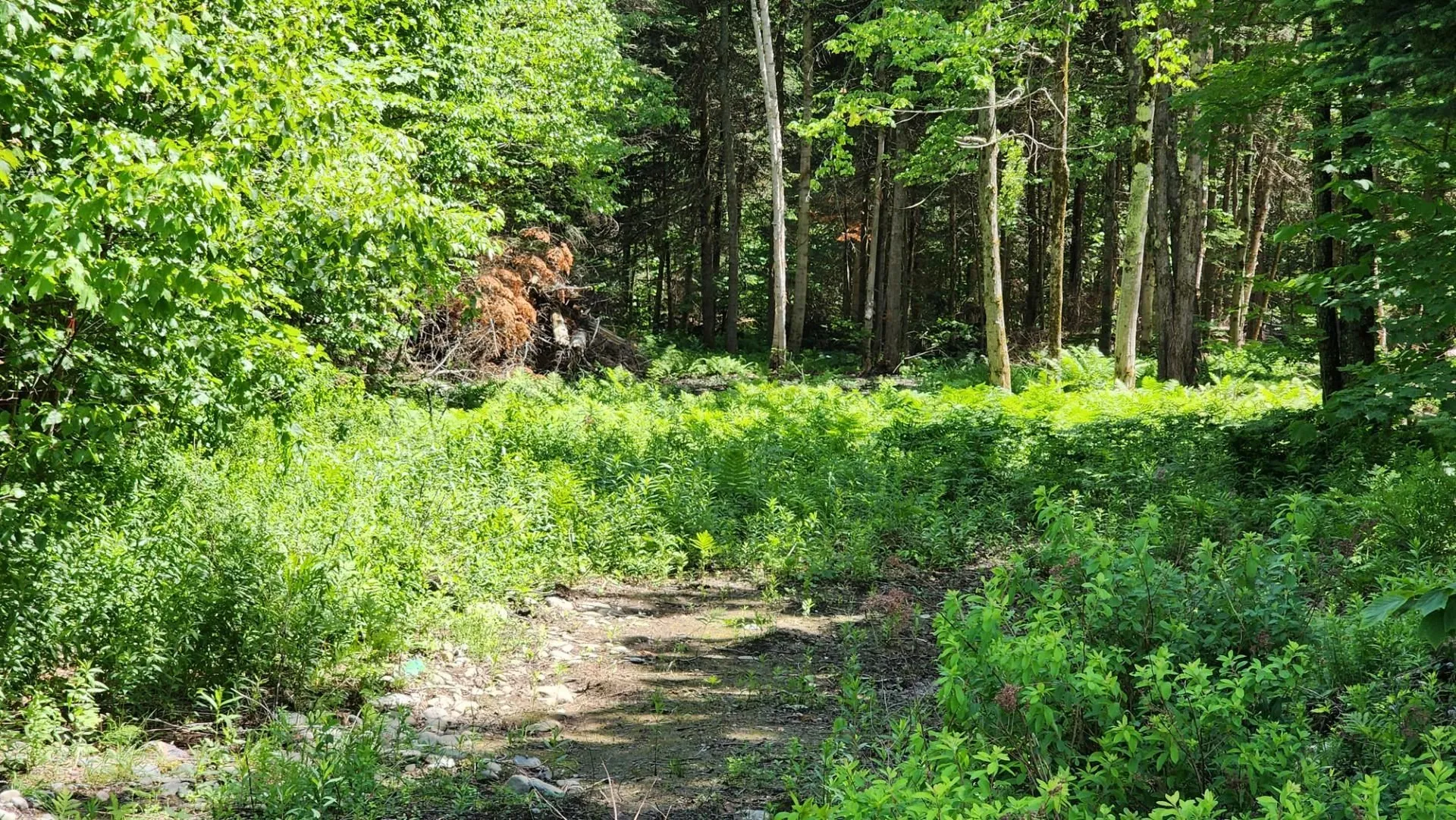 0 Route 242 Jay VT 05859