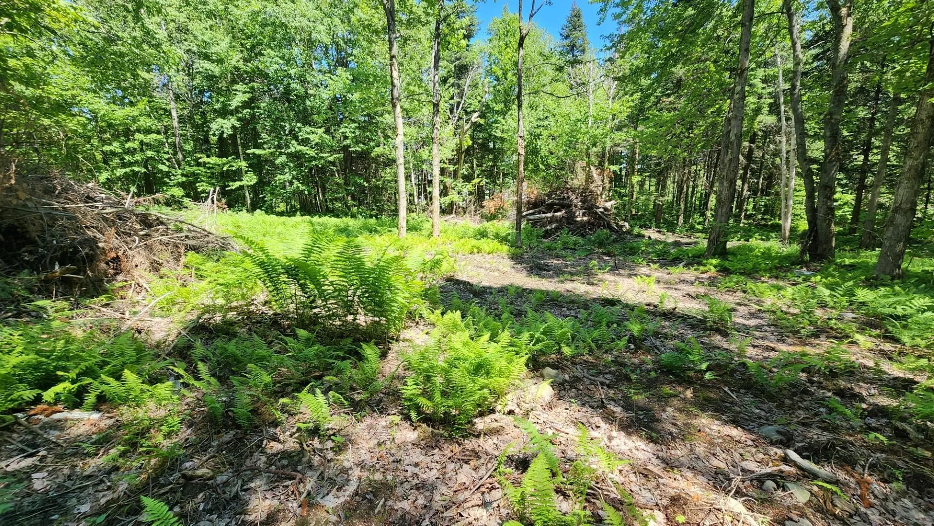 0 Route 242 Jay VT 05859