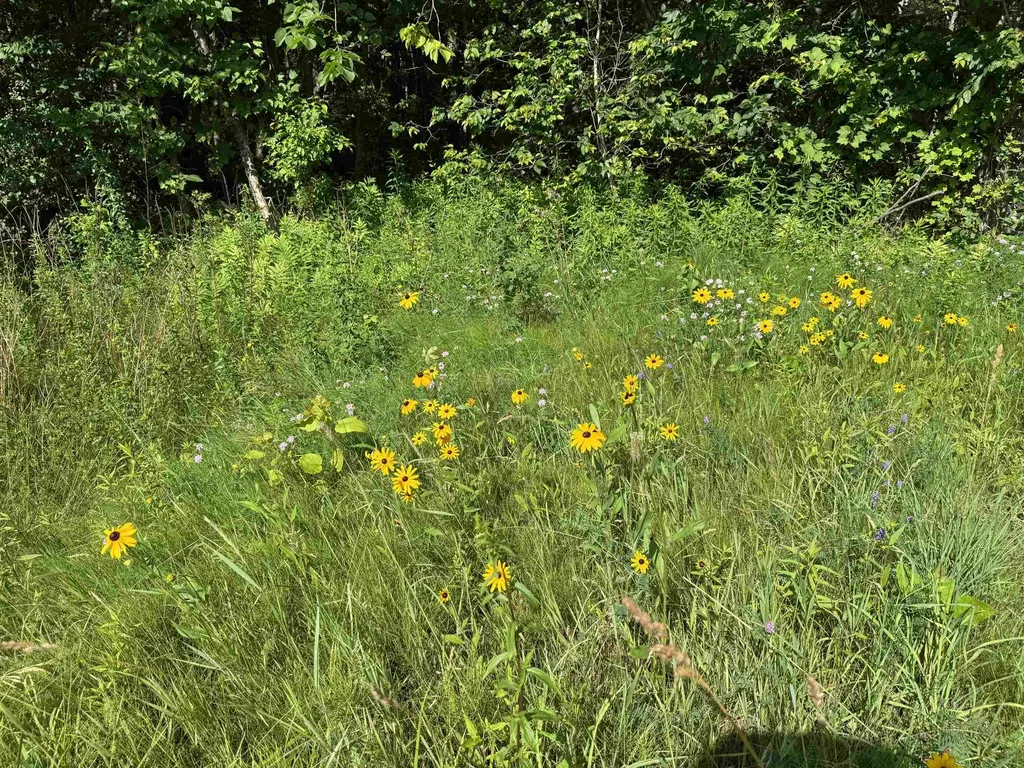 Tbd Holman Road Salisbury VT 05769