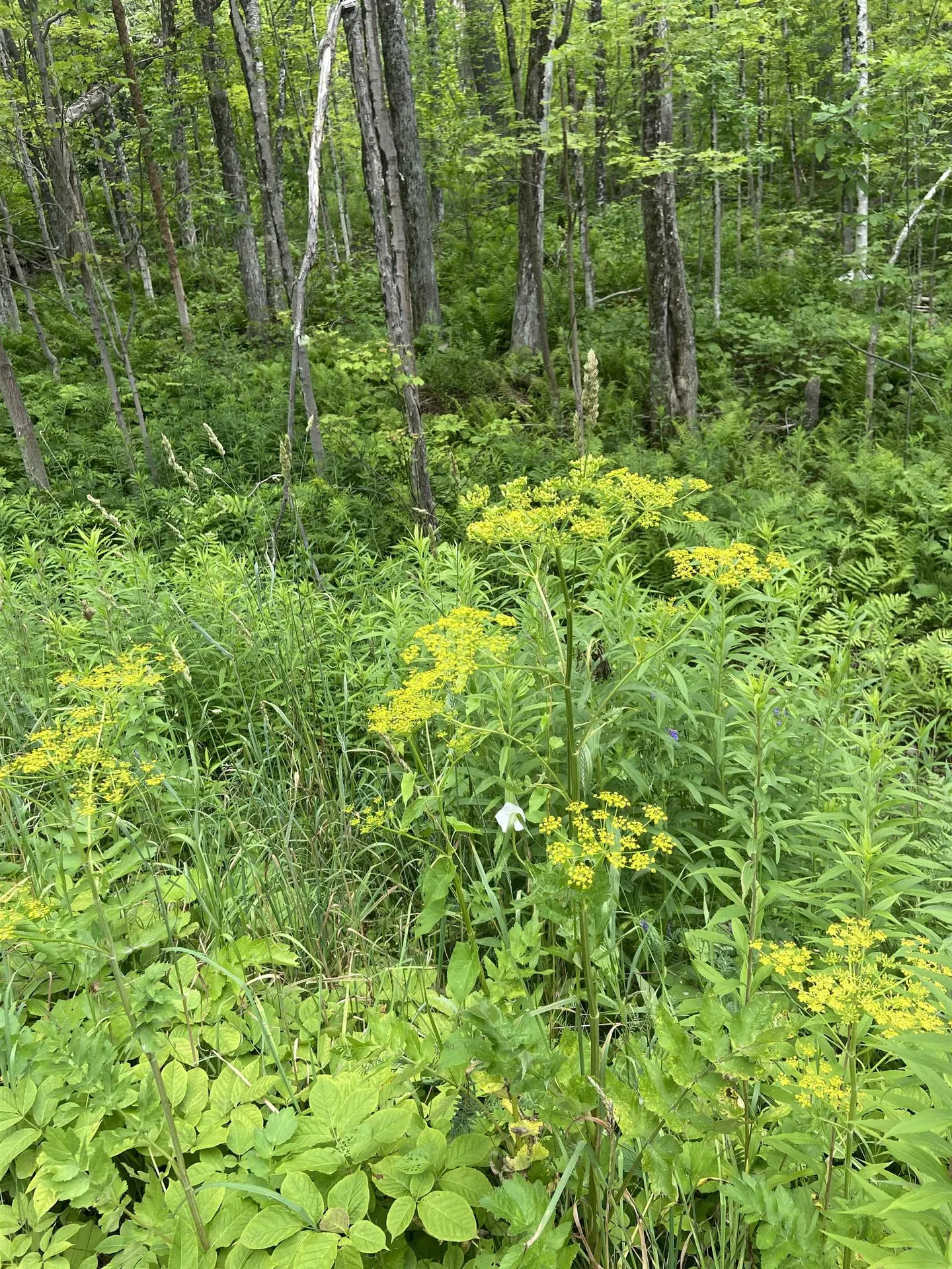 0 Route 30 Jamaica VT 05343