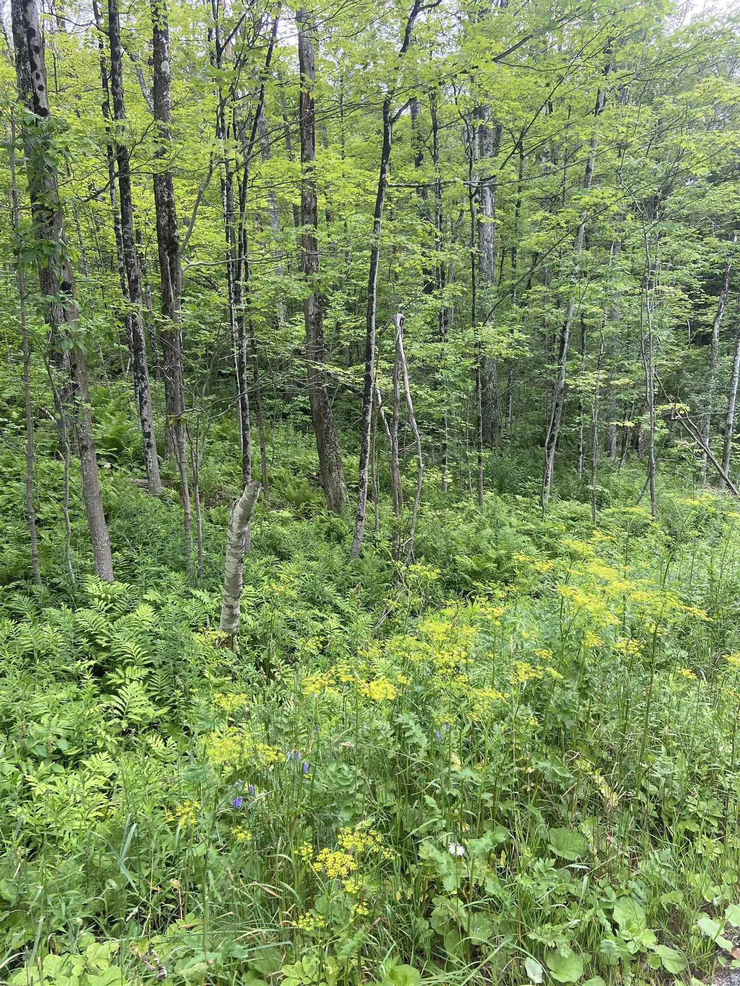 0 Route 30 Jamaica VT 05343