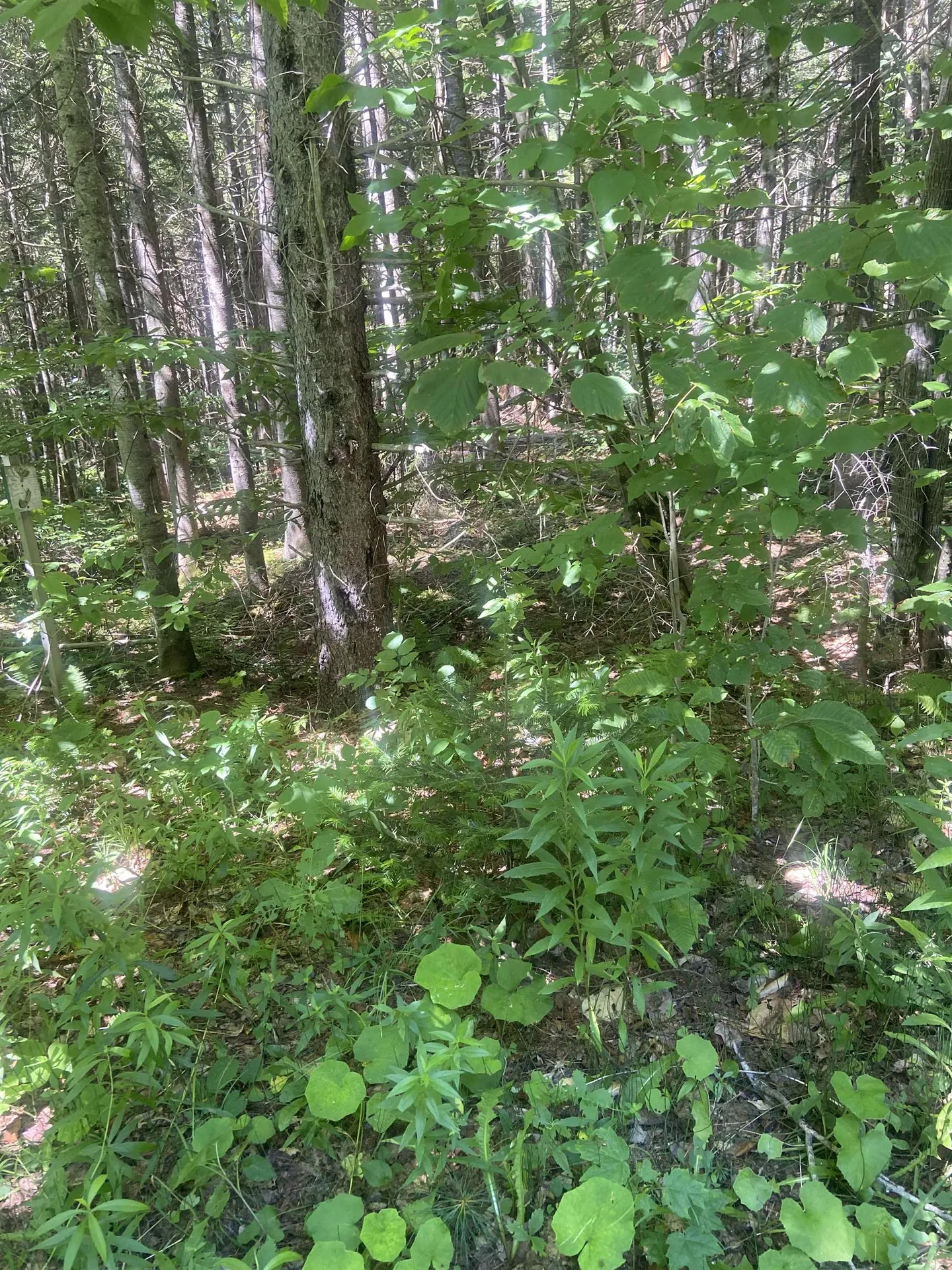 0 Route 30 Jamaica VT 05343