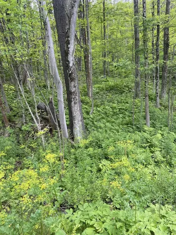 0 Route 30 Jamaica VT 05343