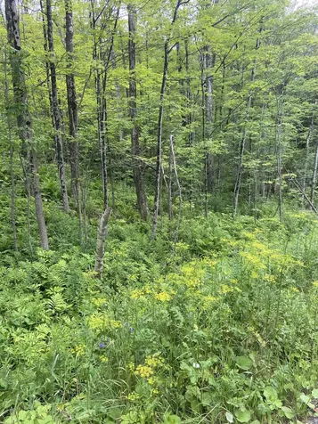 0 Route 30 Jamaica VT 05343