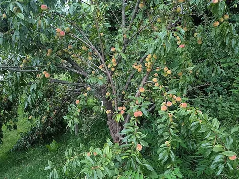 5559 West Creek Road Pittsford VT 05733