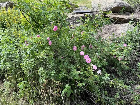 2194 Mowrey Road Jamaica VT 05343