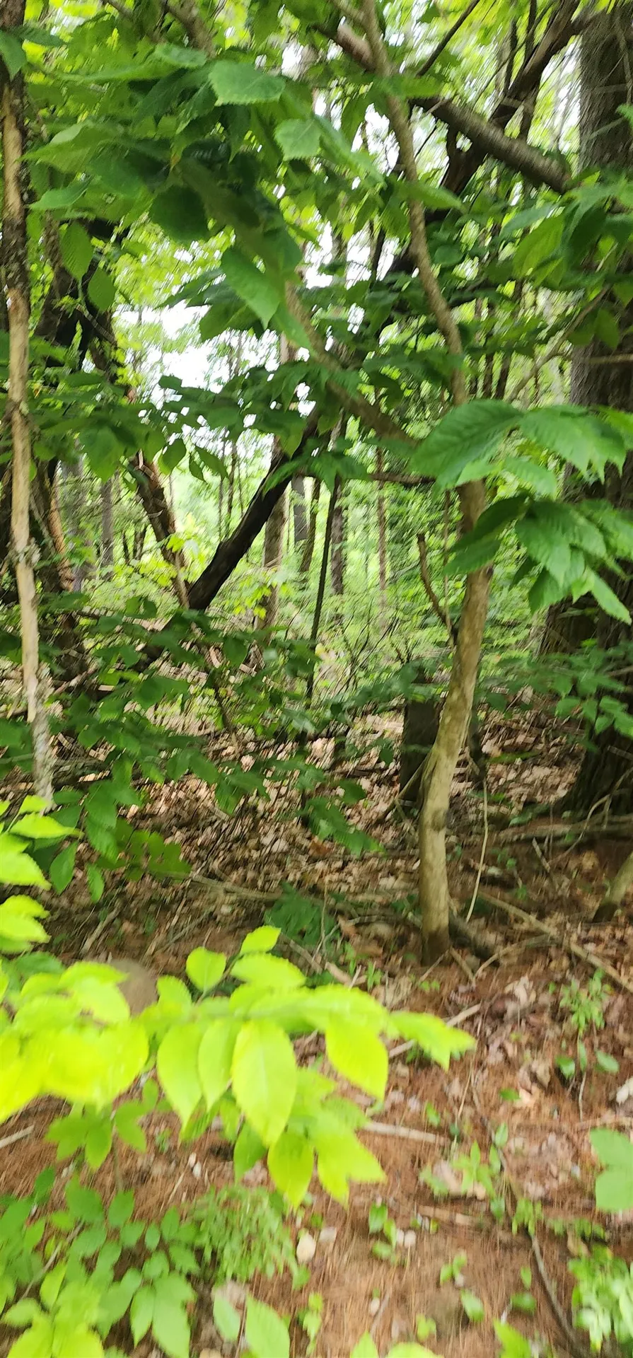 Pine Ridge Road Middleton NH 03887