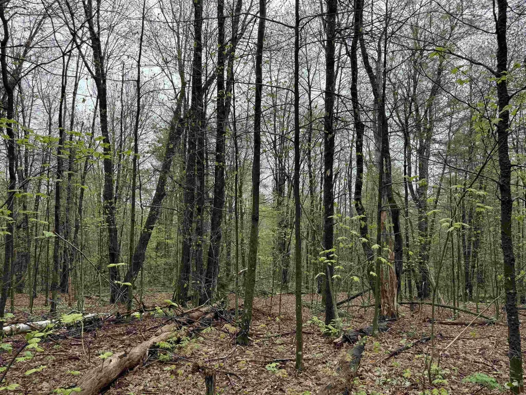 251 Phillips Hill Road Halifax VT 05358