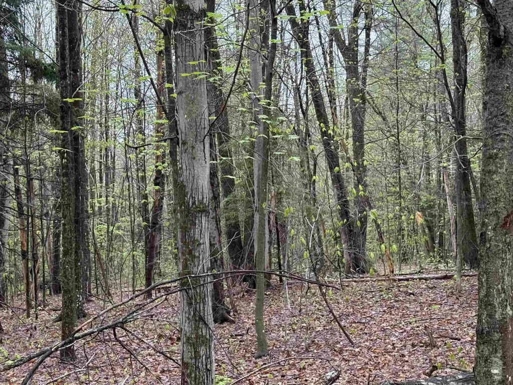 251 Phillips Hill Road Halifax VT 05358