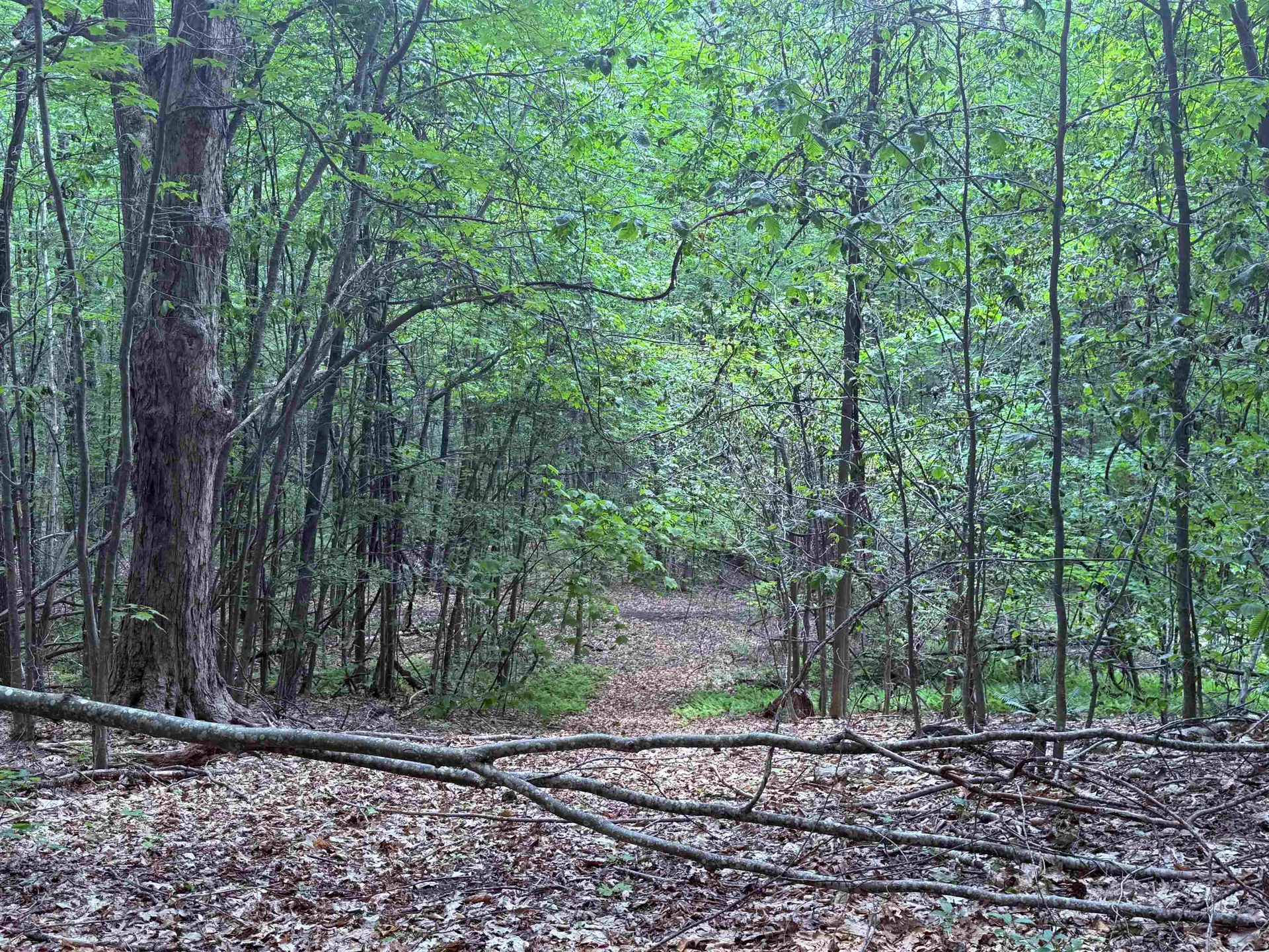 251 Phillips Hill Road Halifax VT 05358