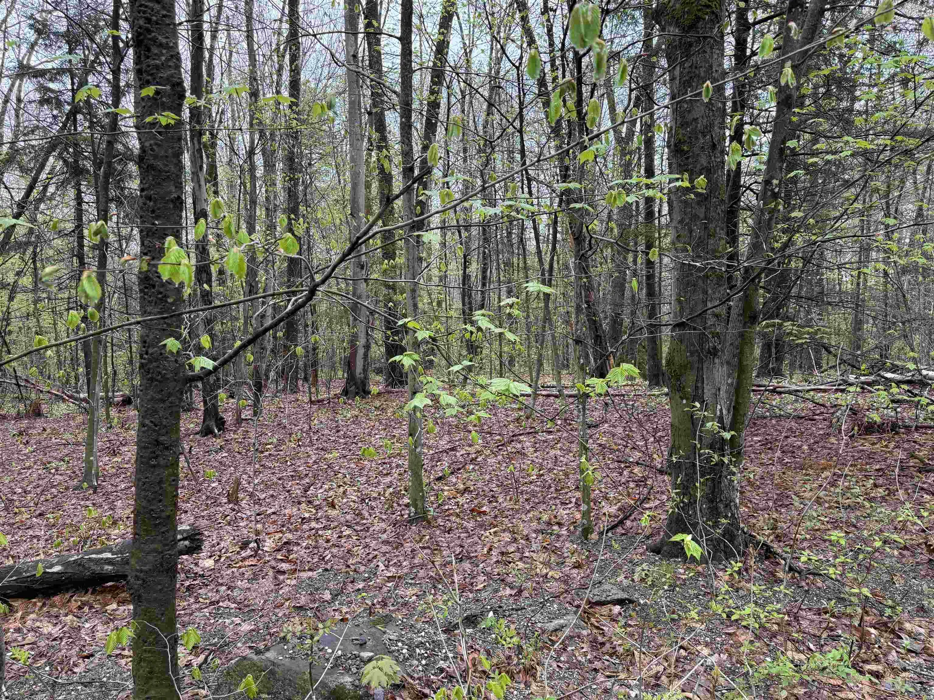 251 Phillips Hill Road Halifax VT 05358