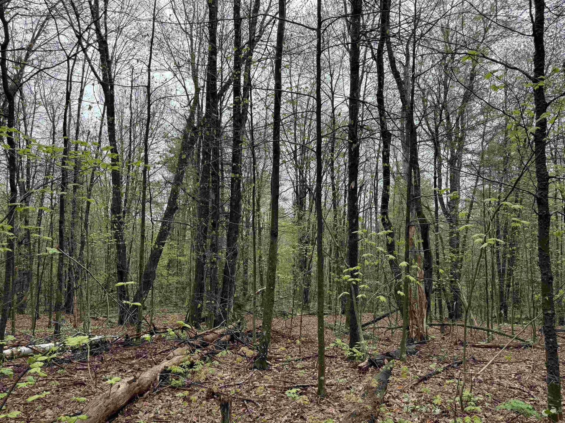 251 Phillips Hill Road Halifax VT 05358