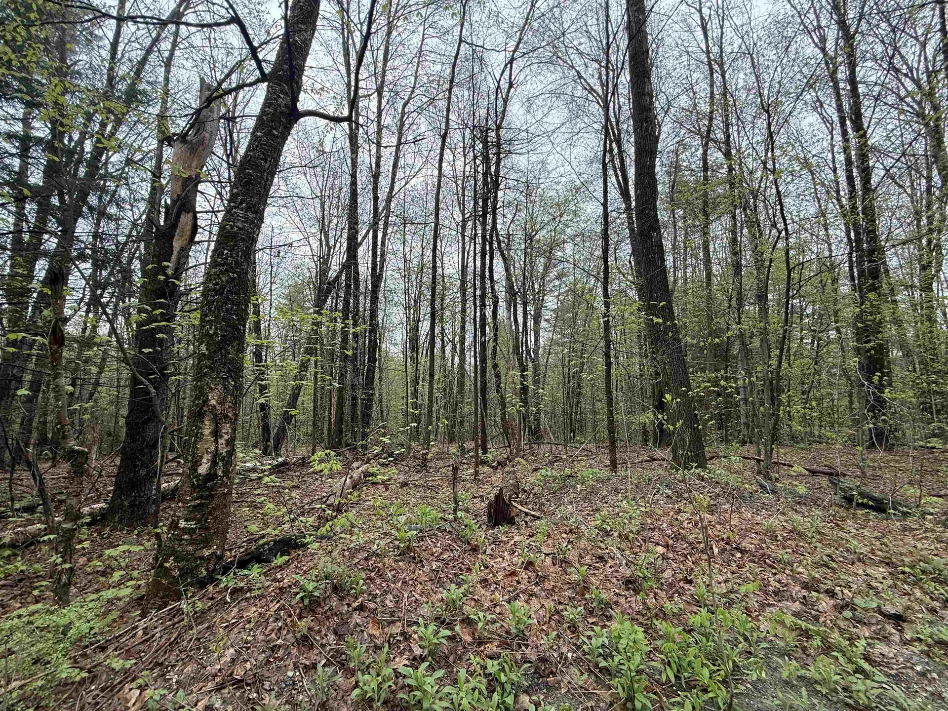 251 Phillips Hill Road Halifax VT 05358