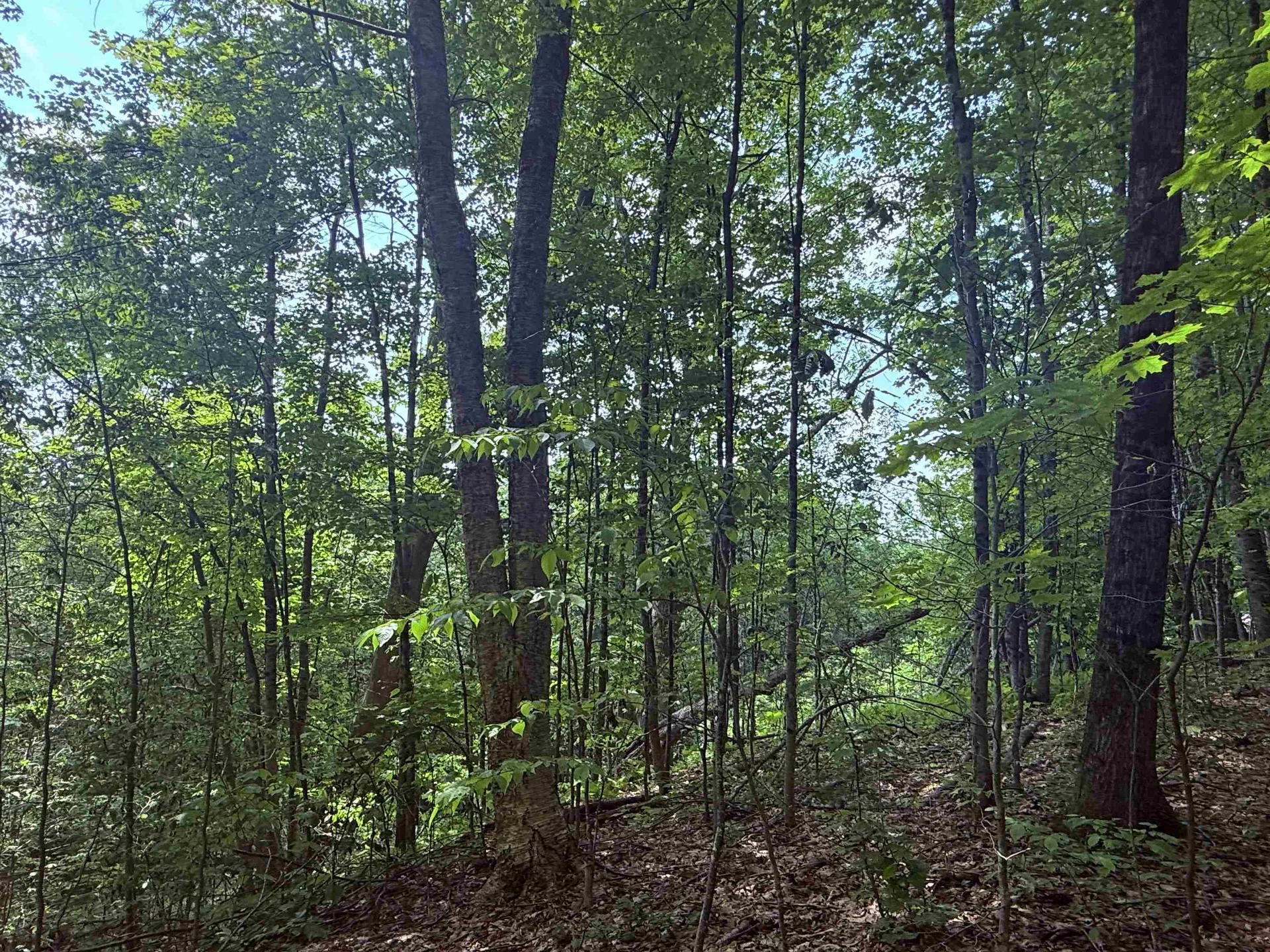 251 Phillips Hill Road Halifax VT 05358