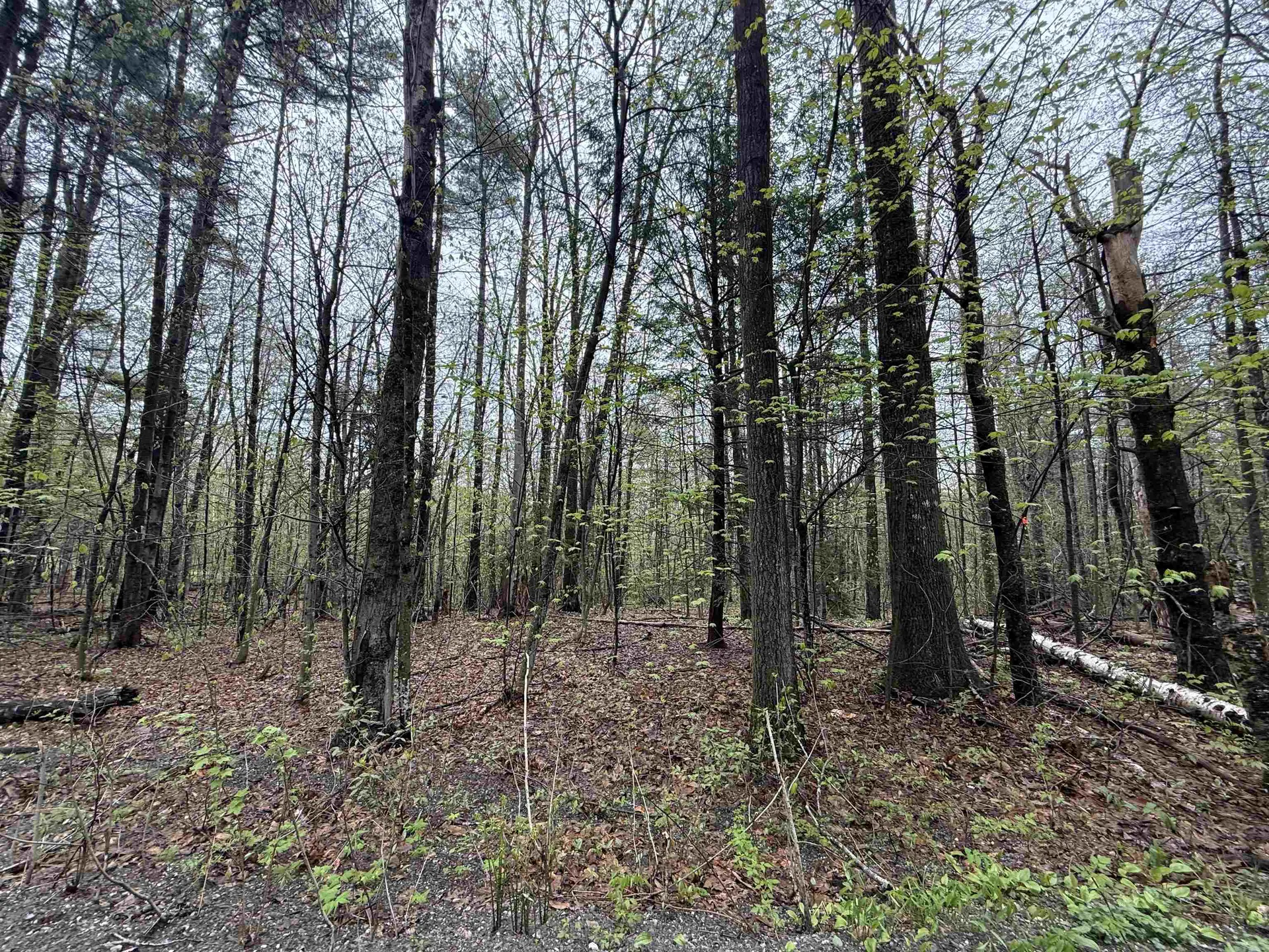 251 Phillips Hill Road Halifax VT 05358