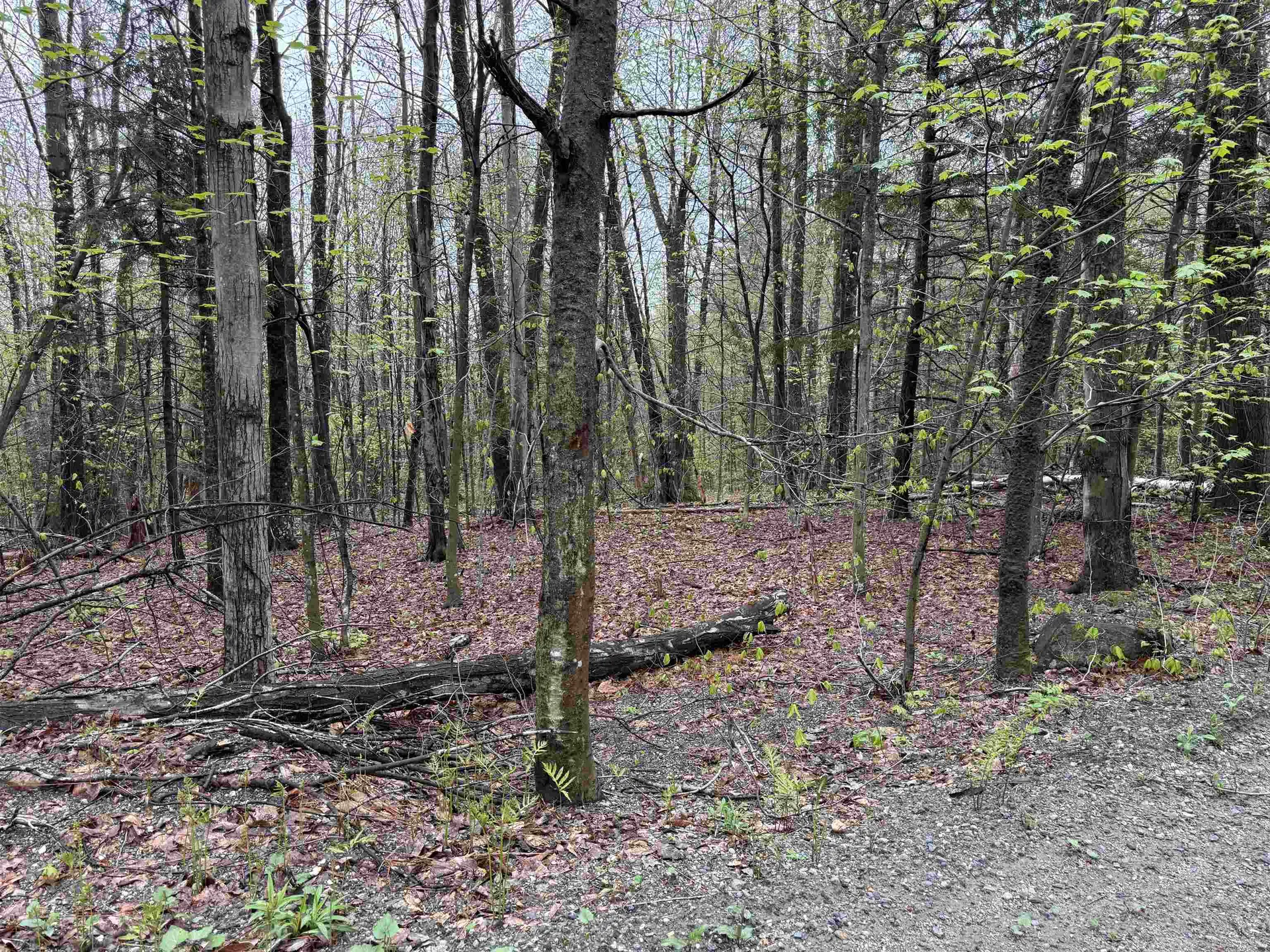 251 Phillips Hill Road Halifax VT 05358