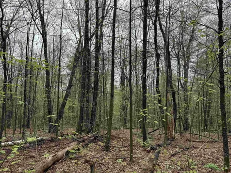 251 Phillips Hill Road Halifax VT 05358