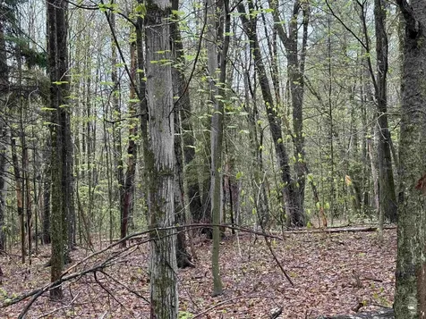 251 Phillips Hill Road Halifax VT 05358