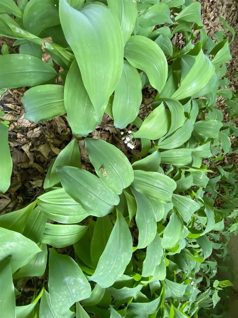 208 Little Woods Road Alburgh VT 05440