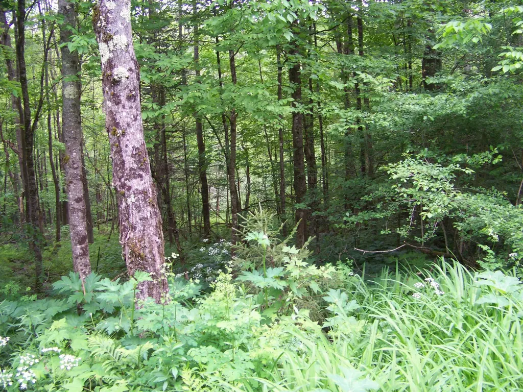 403 Fiske Road Rochester VT 05767