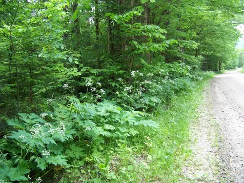 403 Fiske Road Rochester VT 05767