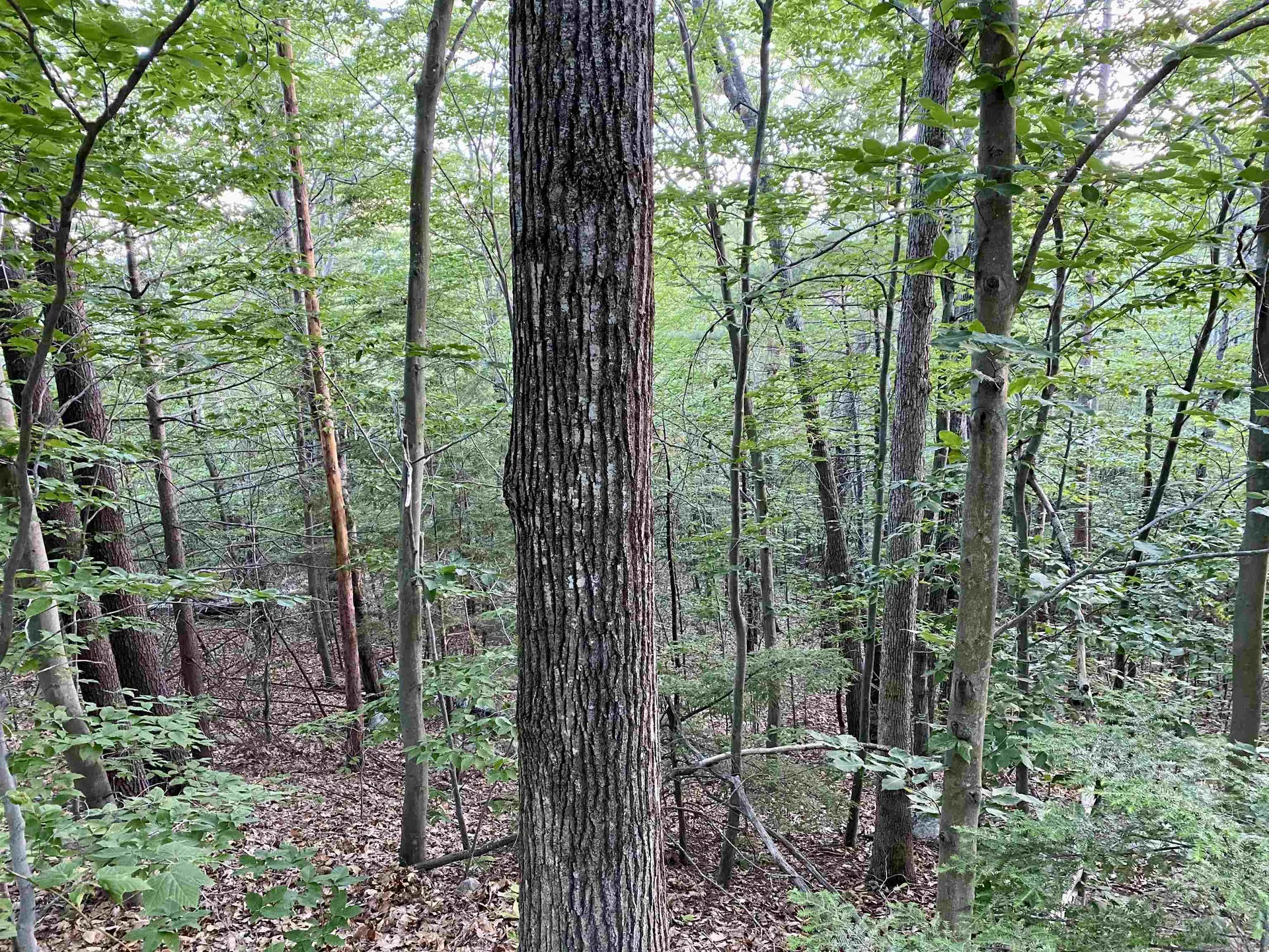 20 Nutter Drive Alton NH 03809