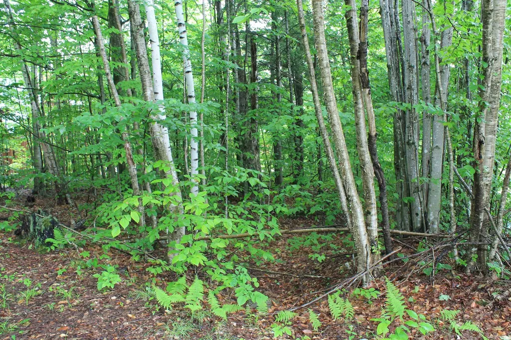 130 Friendship Court Lincoln NH 03251