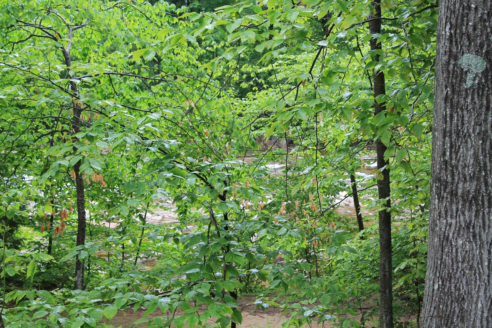 130 Friendship Court Lincoln NH 03251