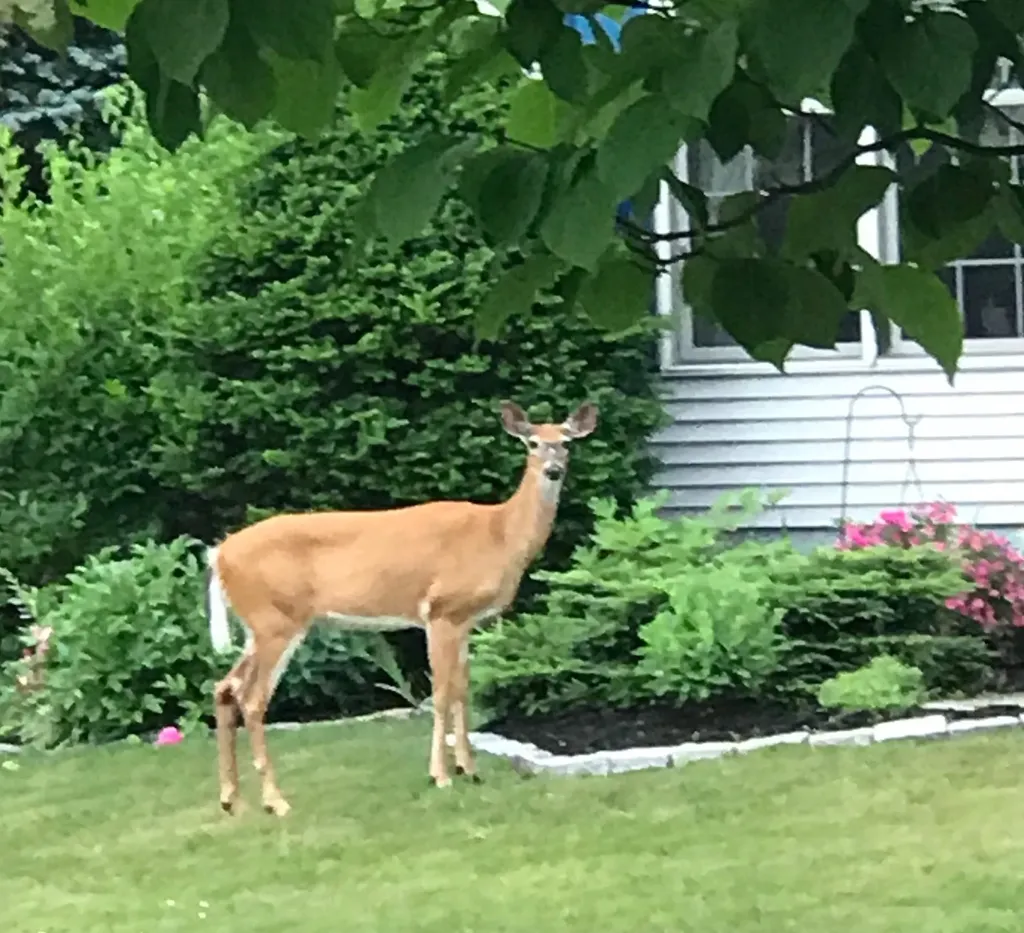 6 Moon Brook Drive Rutland City VT 05701