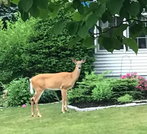 6 Moon Brook Drive Rutland City VT 05701