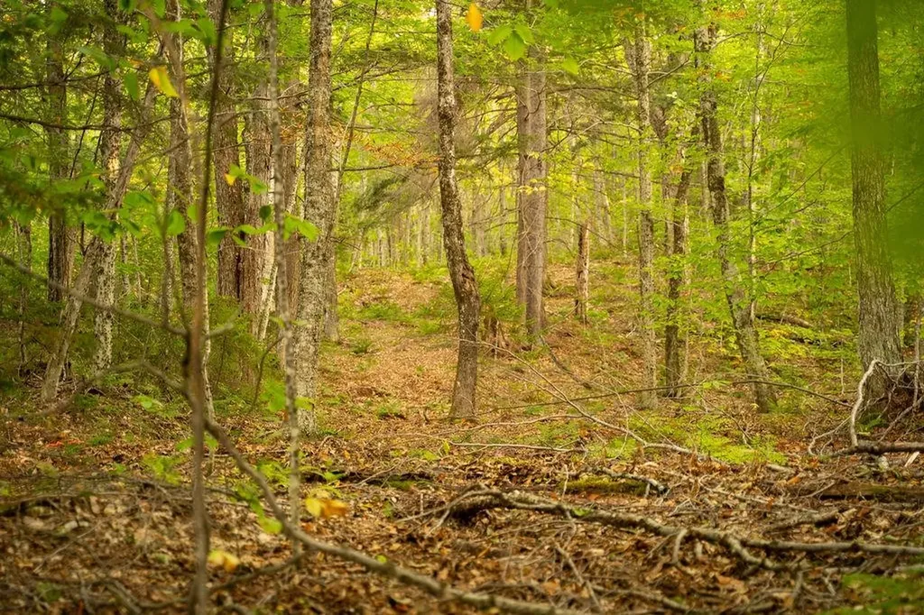 00 Frank's Way Middlesex VT 05602