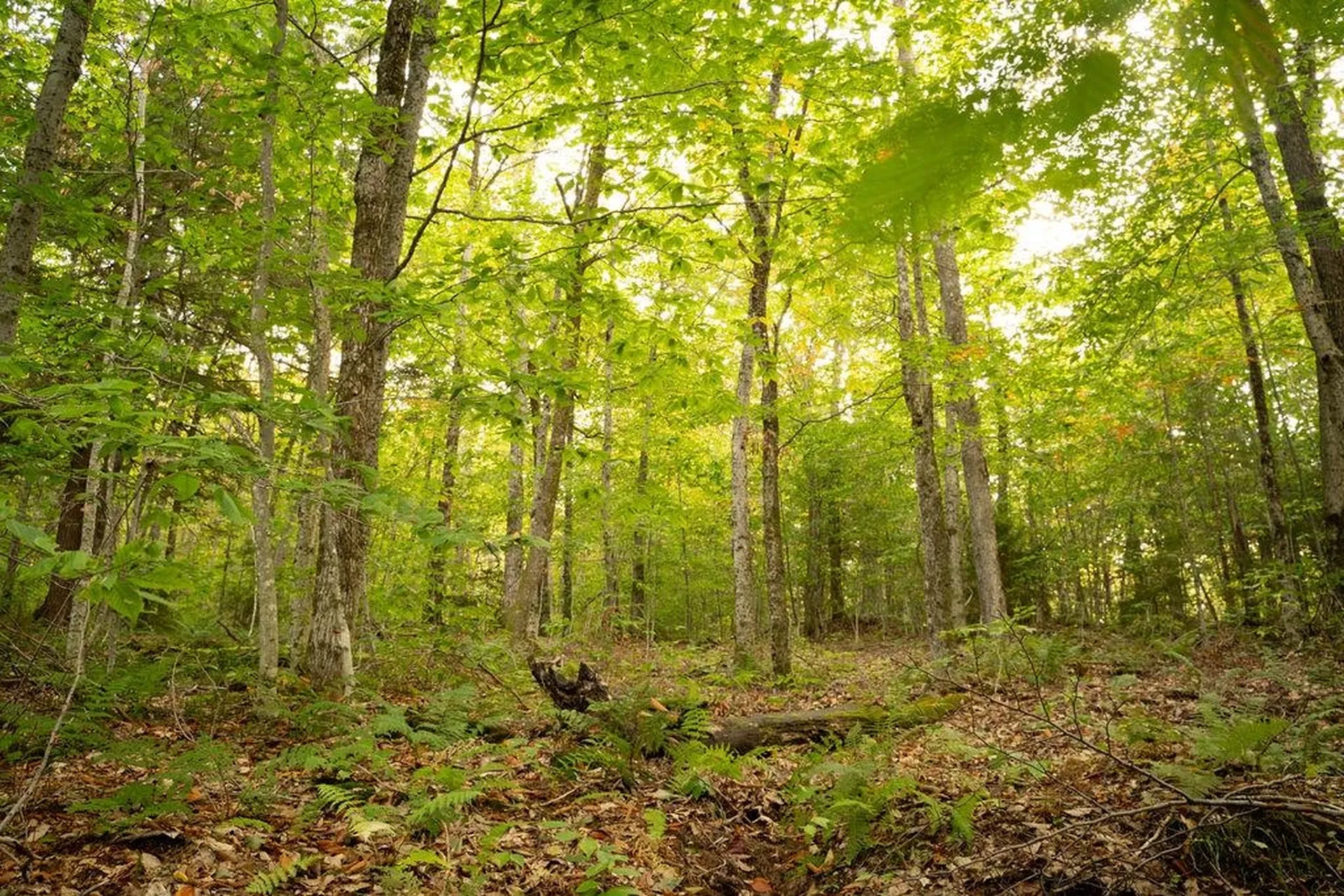 00 Frank's Way Middlesex VT 05602