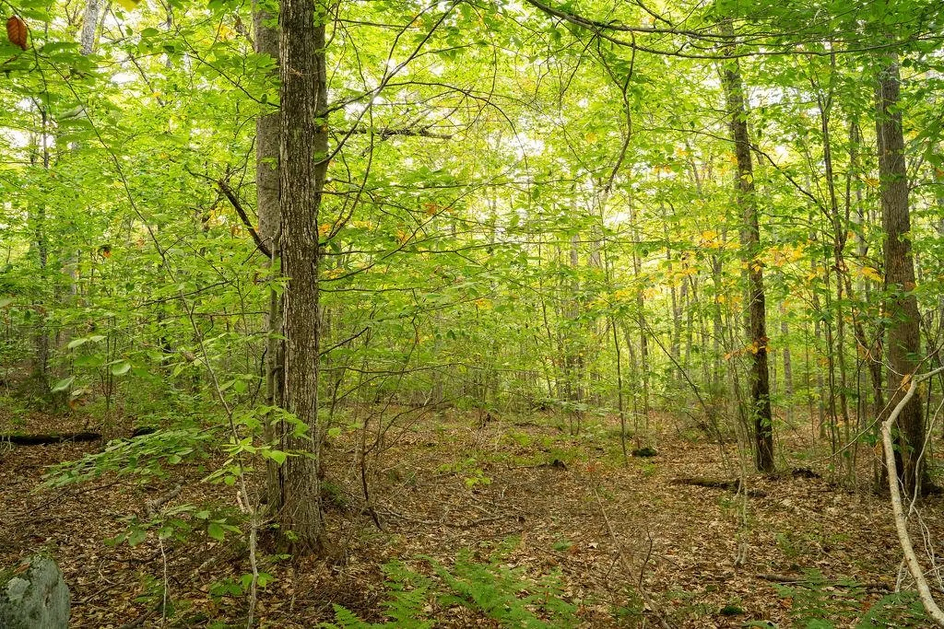 00 Frank's Way Middlesex VT 05602