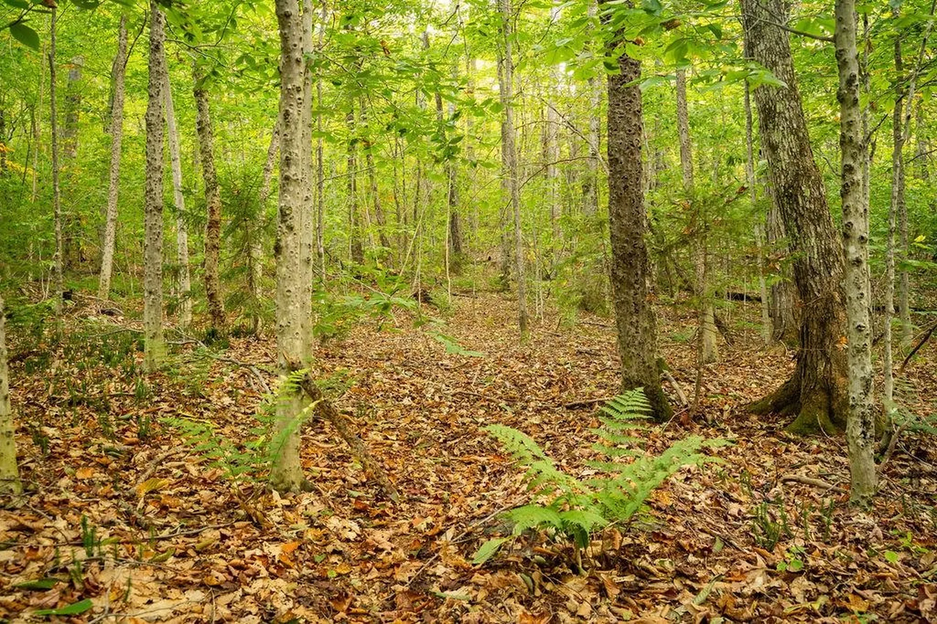 00 Frank's Way Middlesex VT 05602