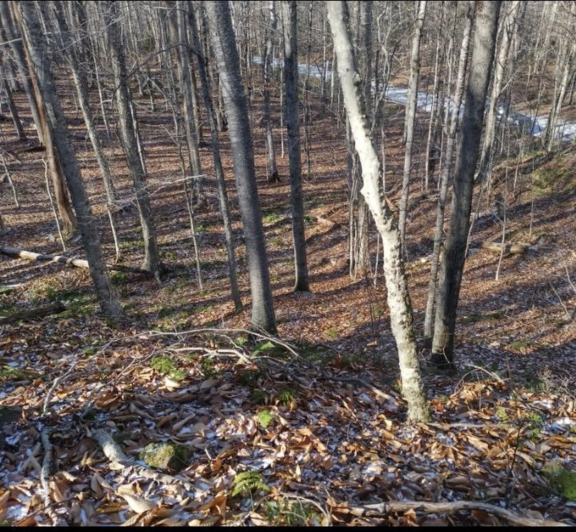 335 Coolidge Drive Washington NH 03280