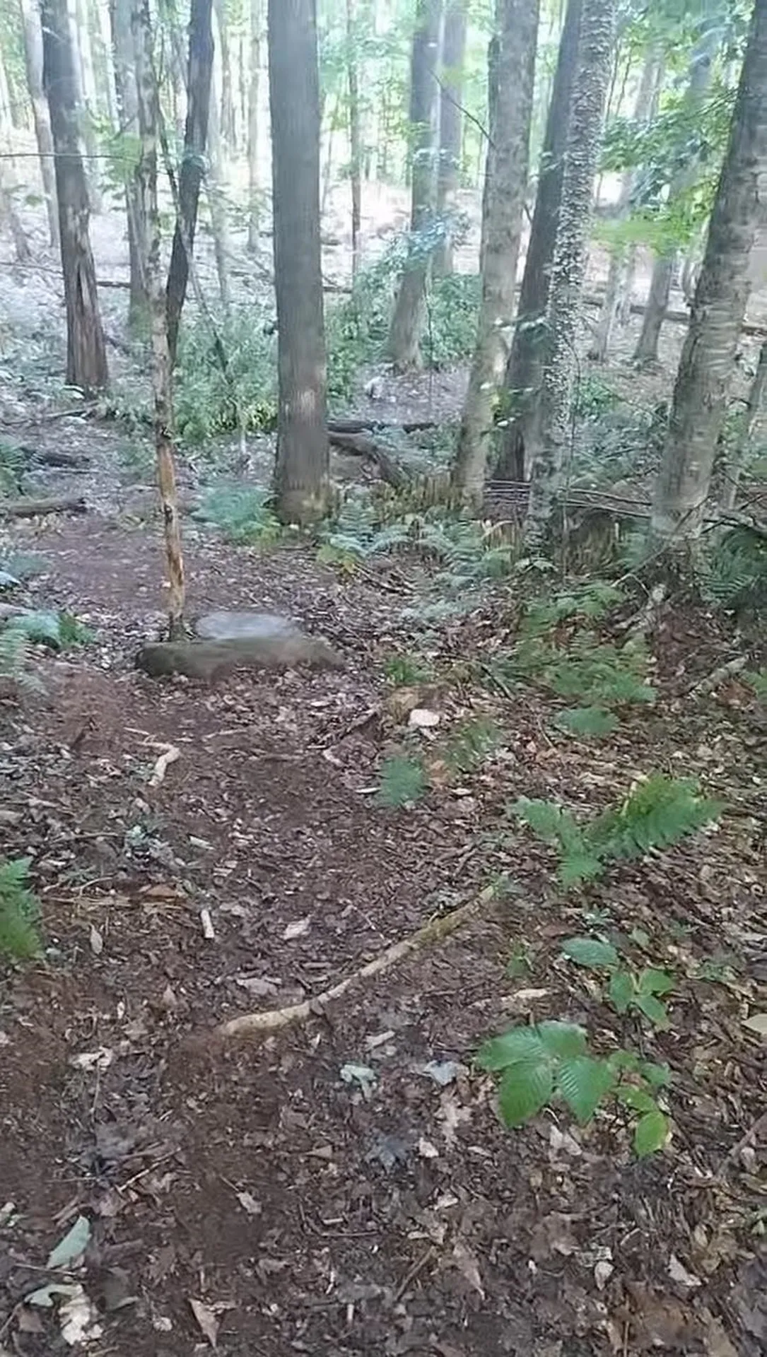 335 Coolidge Drive Washington NH 03280