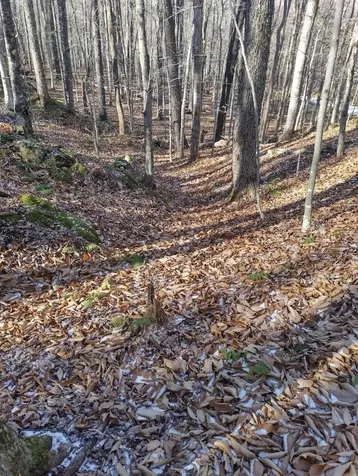 335 Coolidge Drive Washington NH 03280