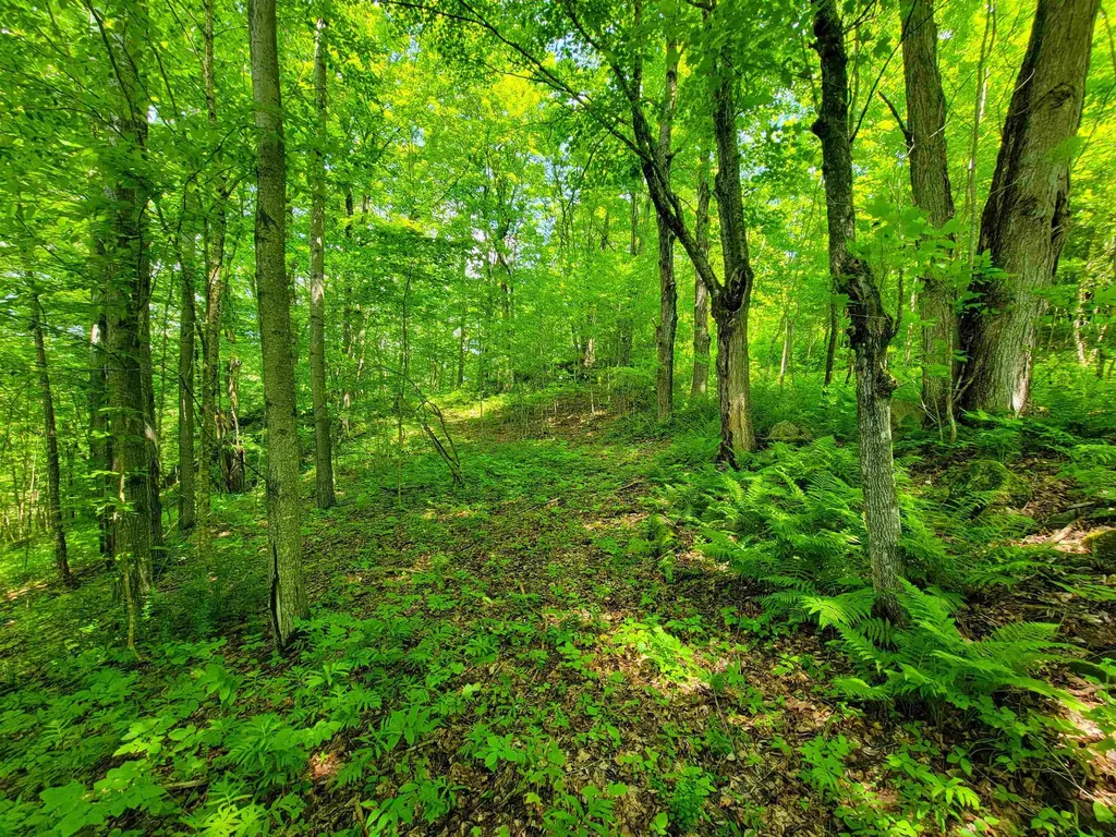 28 Fish Pond Road Orange VT 05086