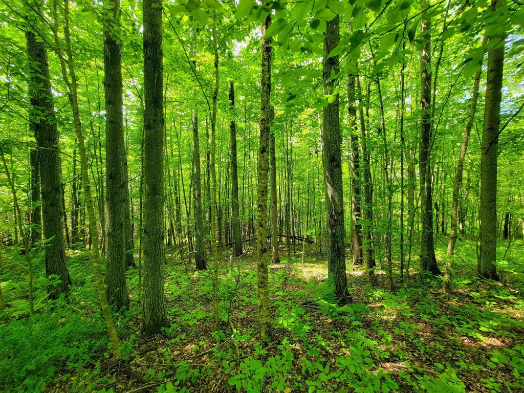 28 Fish Pond Road Orange VT 05086