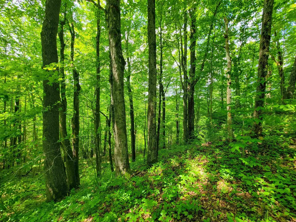 28 Fish Pond Road Orange VT 05086