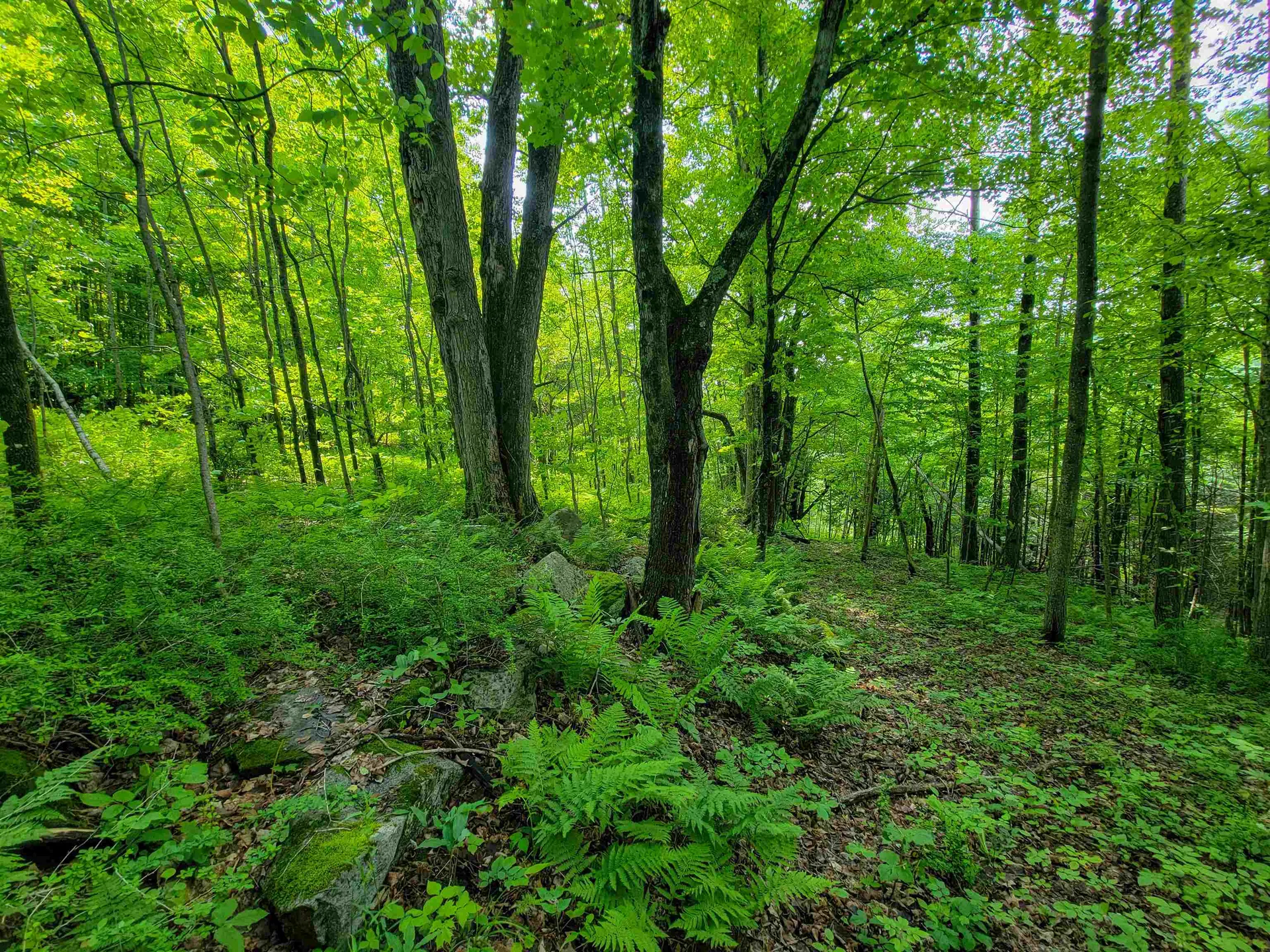 28 Fish Pond Road Orange VT 05086