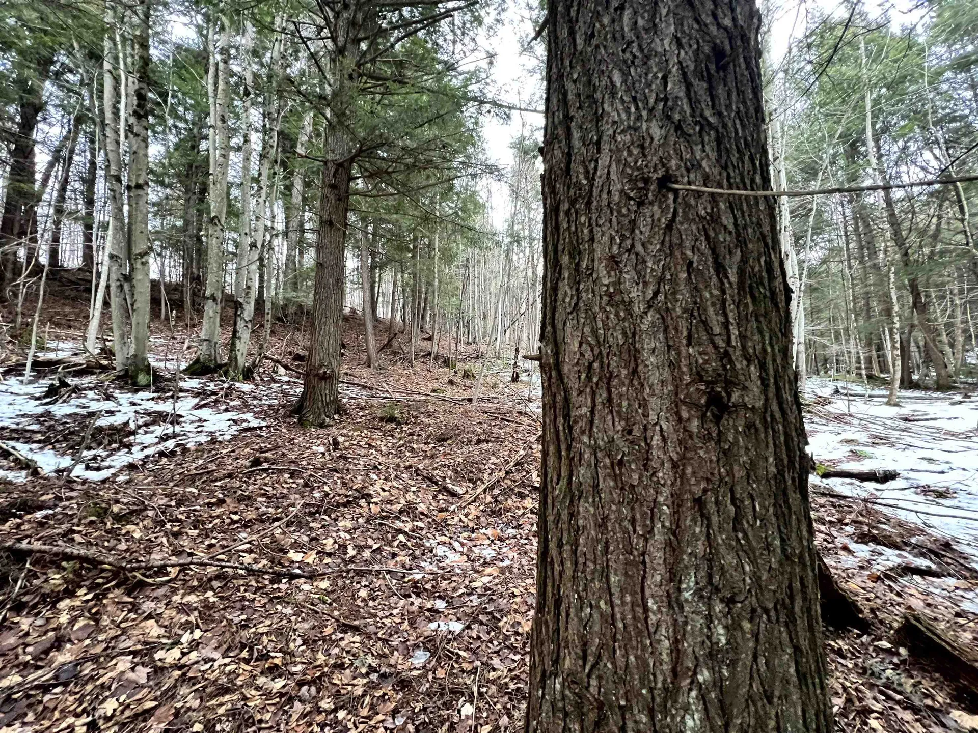 -- Baird Road Barton VT 05822