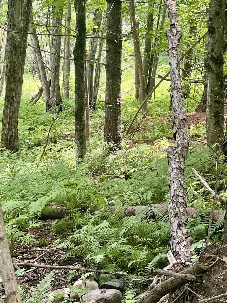 Lot 1-3 Hill Street Montpelier VT 05601