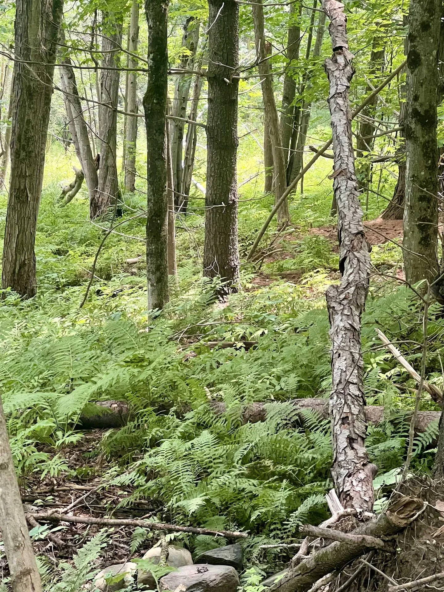 Lot 1-3 Hill Street Montpelier VT 05601