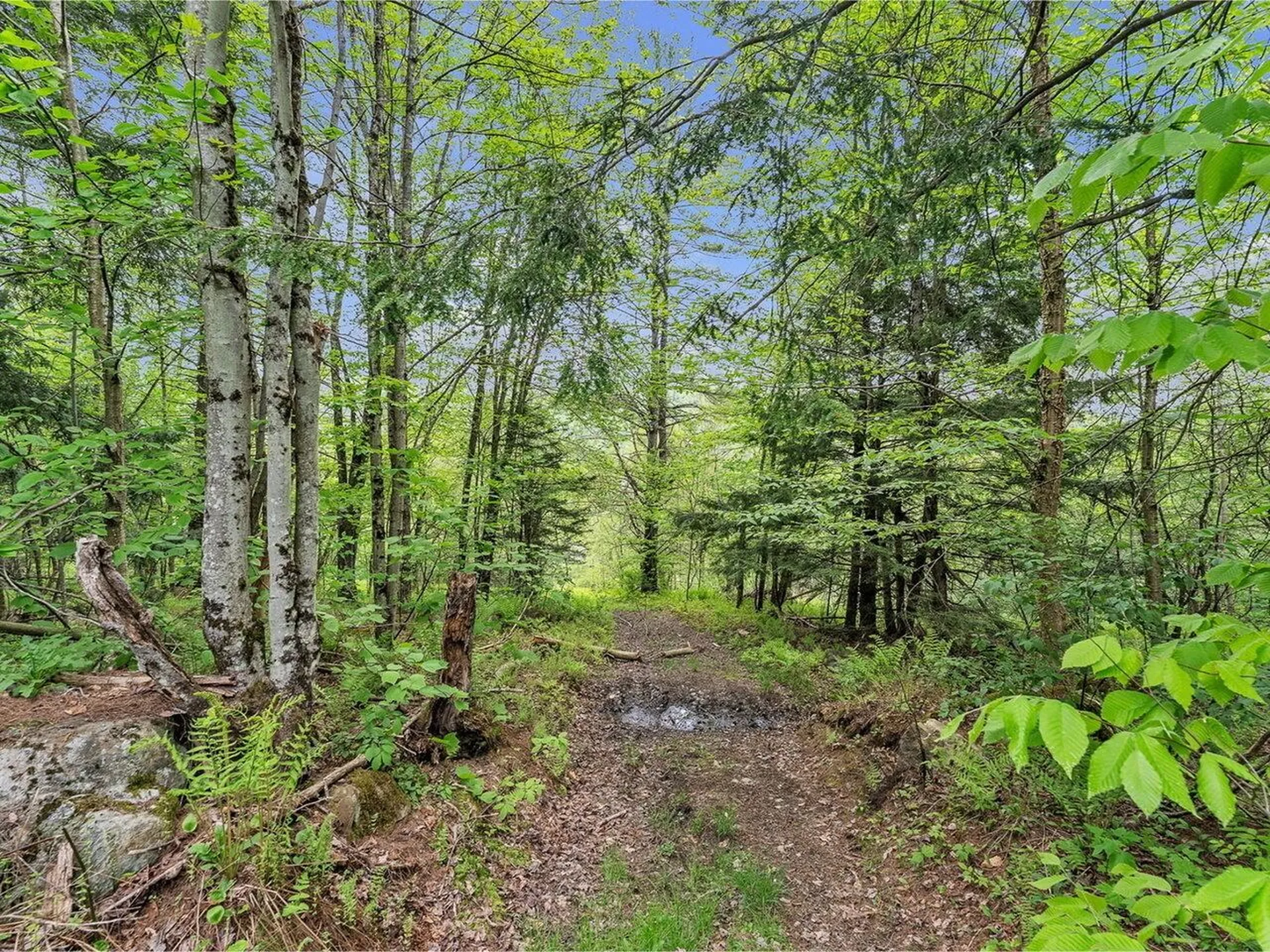 3567 River Road Duxbury VT 05676